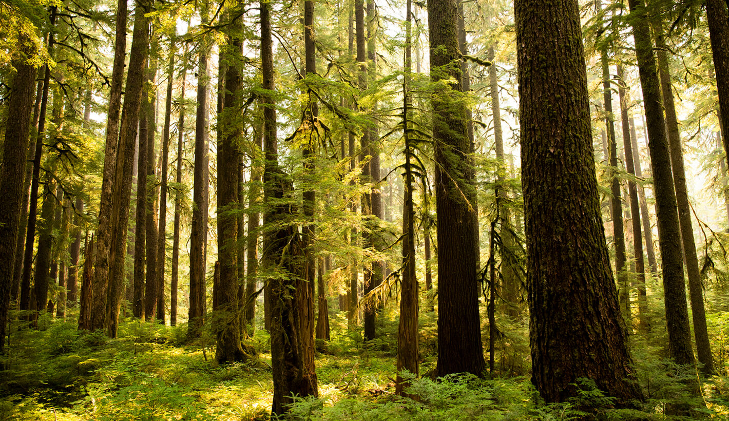 Santiam State Forest.