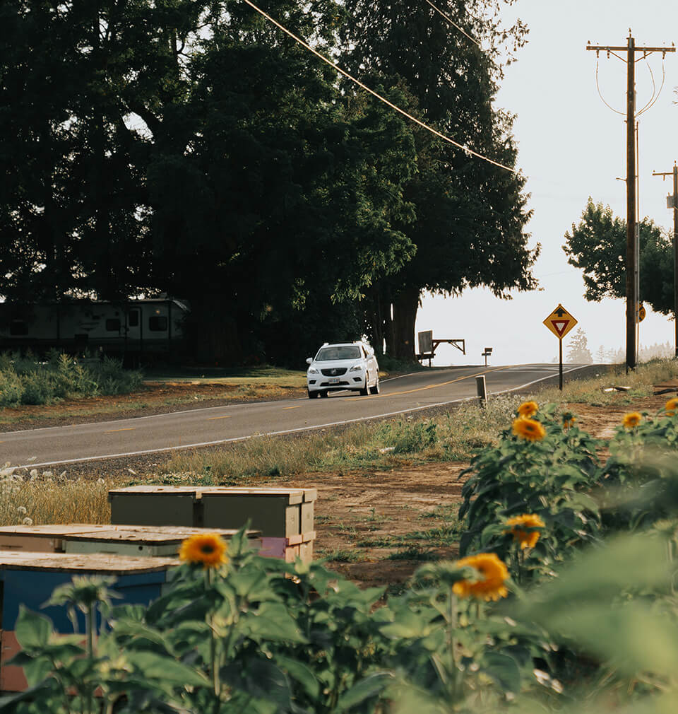 white car goes down the road past sunflowers