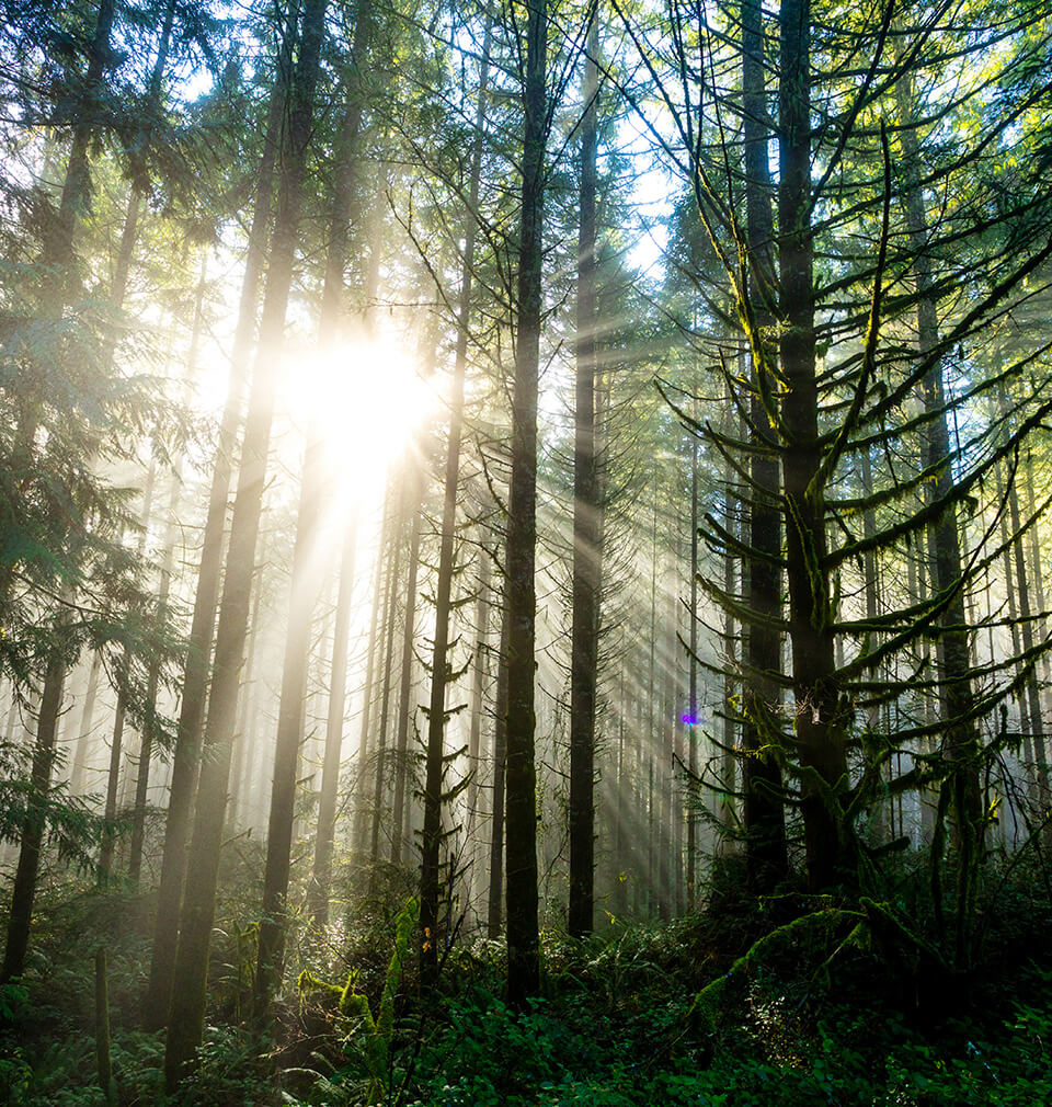 sunlight through a forest