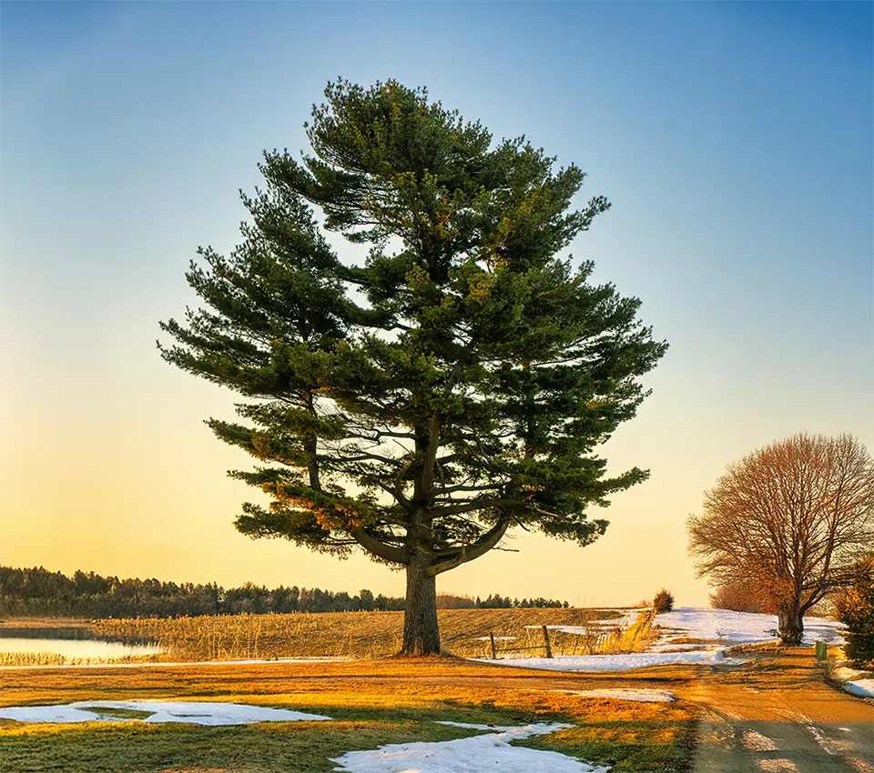 Grow Your Savings This Year (mobile only image)